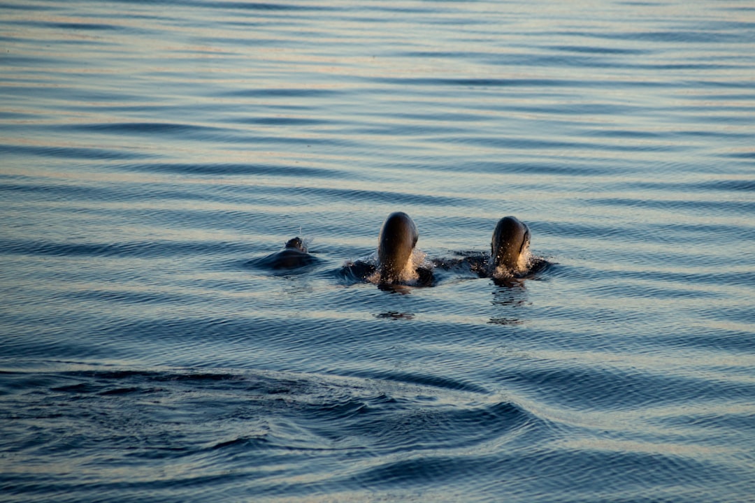 Unleash Your Inner Explorer with JourneyQuest’s Travel Tips